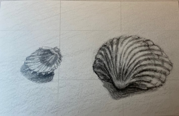Potloodschets van een schelp — de eerste compositiefase